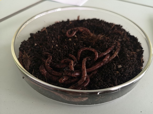 Die 6R1 hört die Regenwürmer husten...