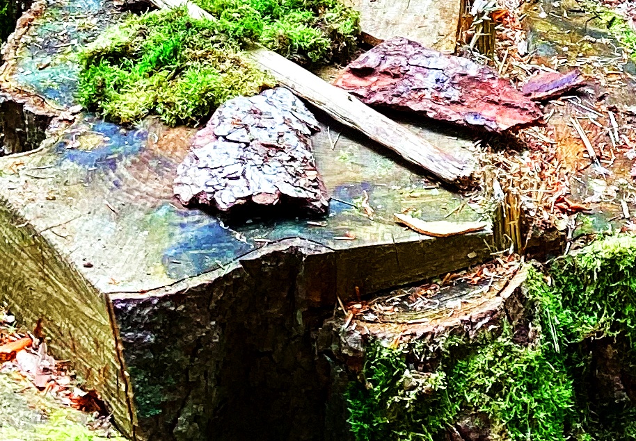 Waldtag der Klasse 1b