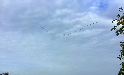 Streuobst revisited...