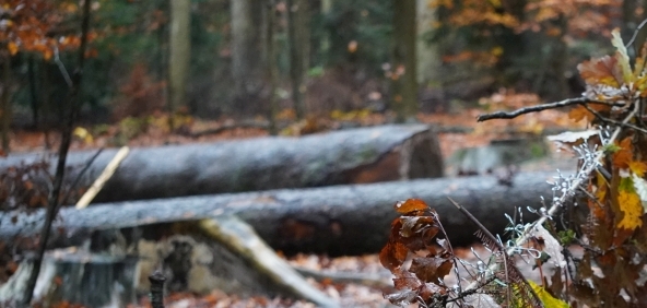 „Zu fällen einen schönen Baum, braucht's eine halbe Stunde kaum. Zu wachsen, bis man ihn bewundert, Braucht er, bedenkt es, ein Jahrhundert!“