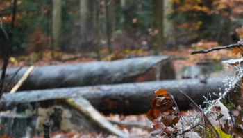 „Zu fällen einen schönen Baum, braucht's eine halbe Stunde kaum. Zu wachsen, bis man ihn bewundert, Braucht er, bedenkt es, ein Jahrhundert!“