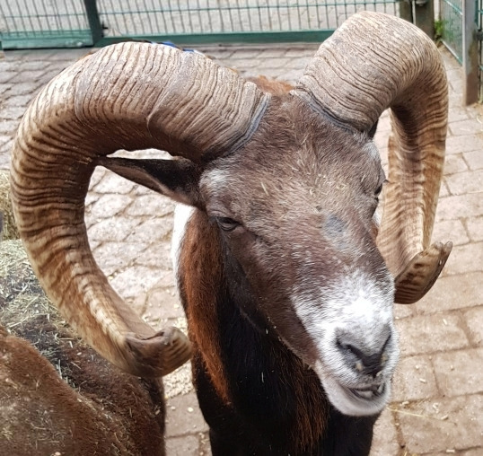 Erlebnisführung im Wildpark Pforzheim 2b