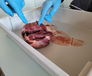 Herzpräparation_7R1_2