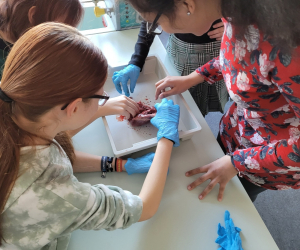 Herzpräparation_7R1_3