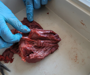 Herzpräparation_7R1_4