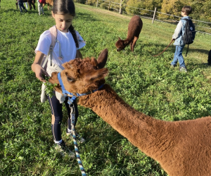 Alpaka_20234a11