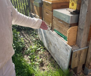 2026_Bienen_10