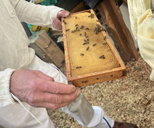 2026_Bienen_11