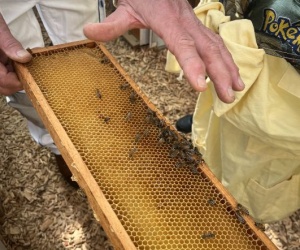 2026_Bienen_13