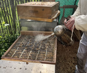 2026_Bienen_14