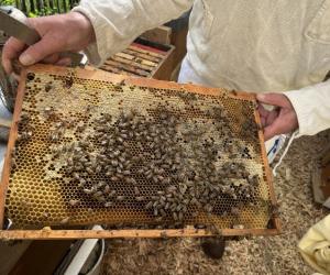 2026_Bienen_17