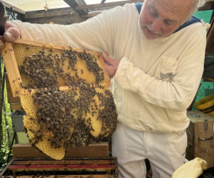 2026_Bienen_22