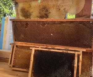2026_Bienen_24